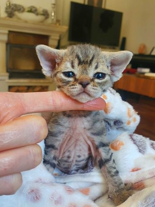 Kot Devon Rex Kociak Devon Devonek Rex Kociak Panterka