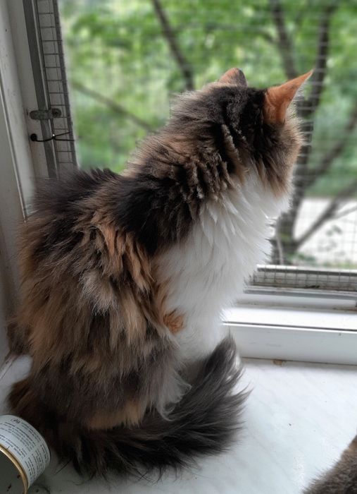 Суми. Кошечка шукає сім'ю!