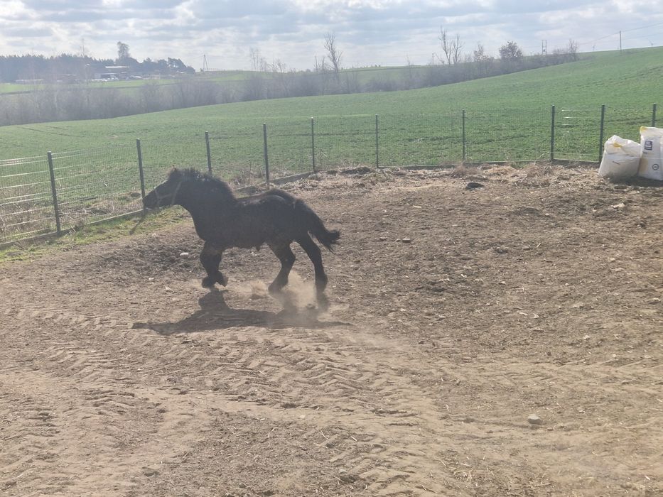 Ogier zimnokrwisty sztumski