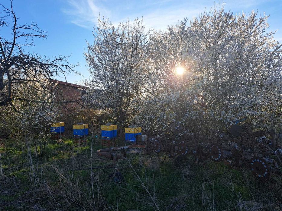 Odķłady pszczele ramka wielkopolska