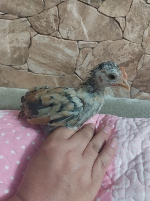 Galinhas seramas