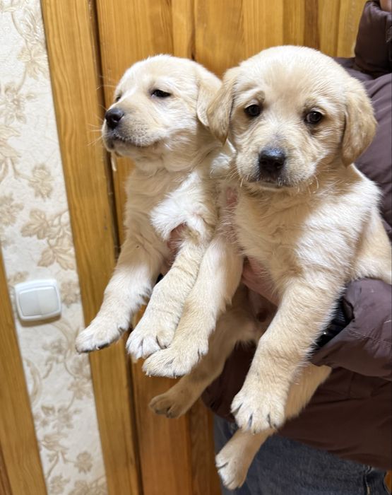 Віддам щенят, цуценят лабладора