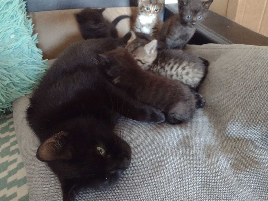 Oddam kotki w dobre ręce