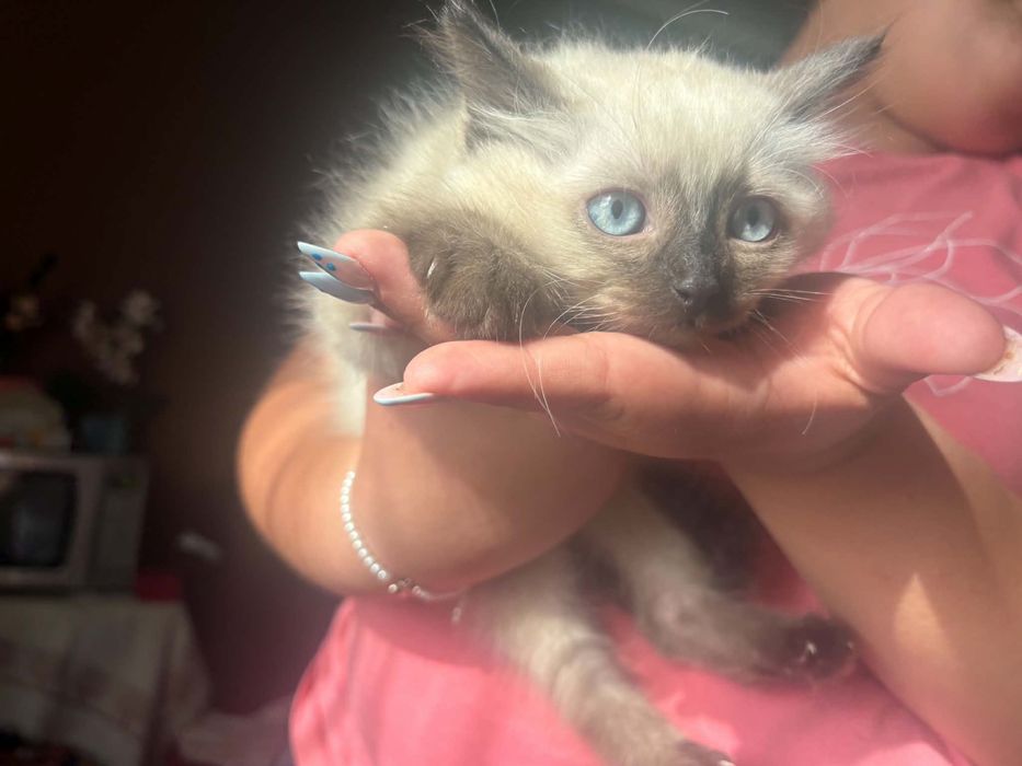Ragdoll śliczny kocurek