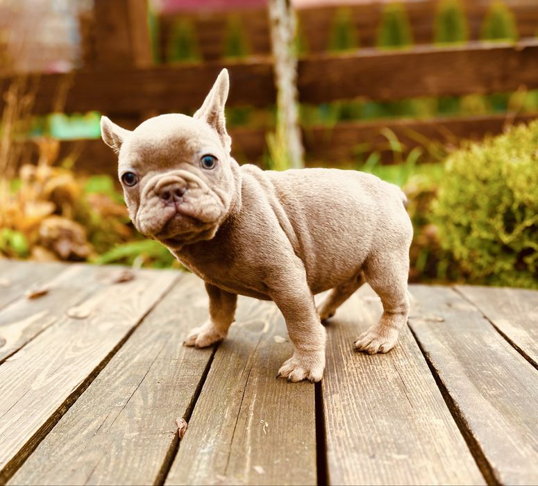 Ізабелловий хлопчик