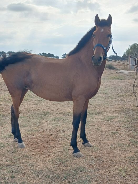 Vendo poldra 3 anos 155/6 de altura