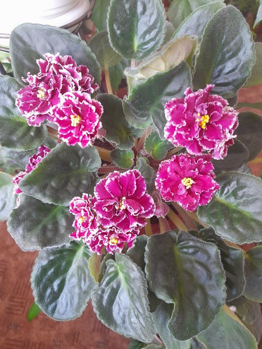 Фіалки сортові кімнатні сенполії