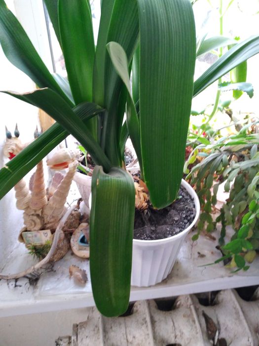 Цветок комнатный