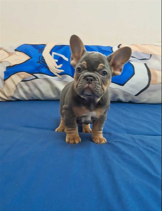 Лиловый мальчик бульдог