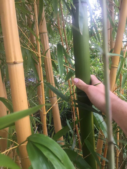 Bambus: Vivax, Shanghai 3, trawa Arundo Donax