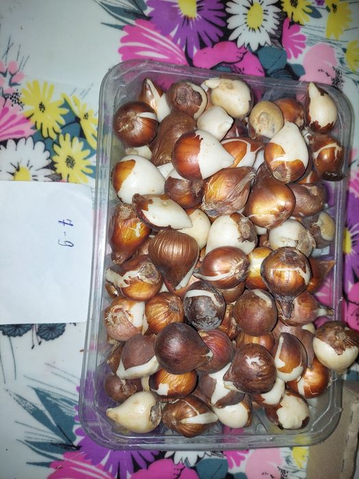 Цибулини тюльпанів Дарвіна гібрид