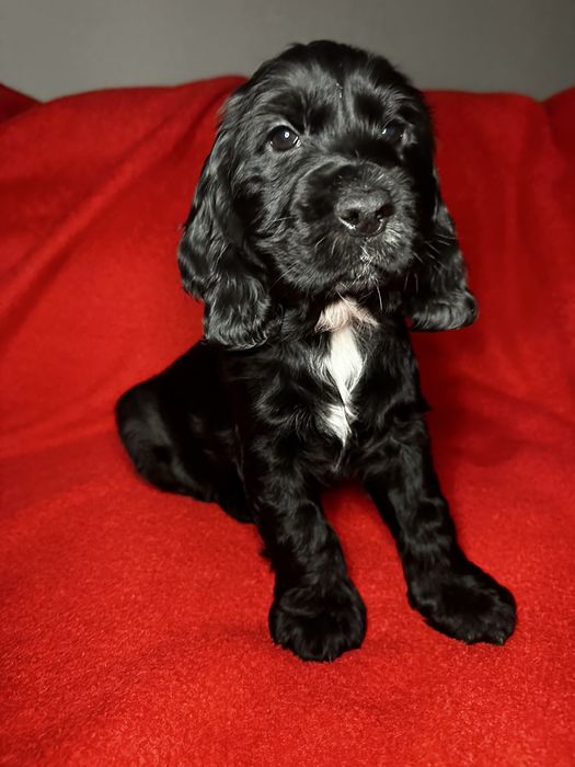 Cokerspaniel szczeniak