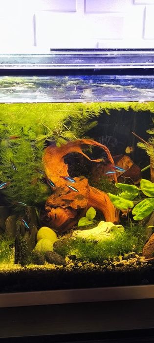 Akwarium 240 l z roślinami i obsadą