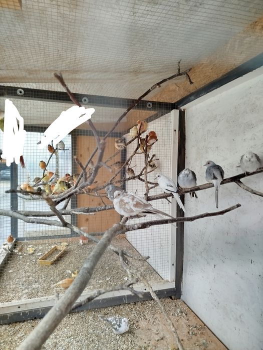 Kanarki papugi  gołąbki diamentowe