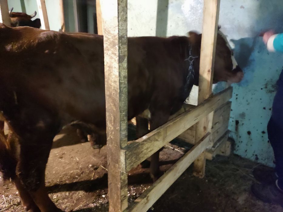 Продаю бичка , 9 місяців