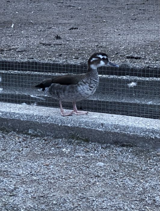 Fêmea  de ring teal