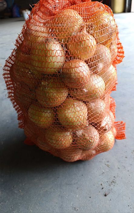 Cebula żółta tegoroczna