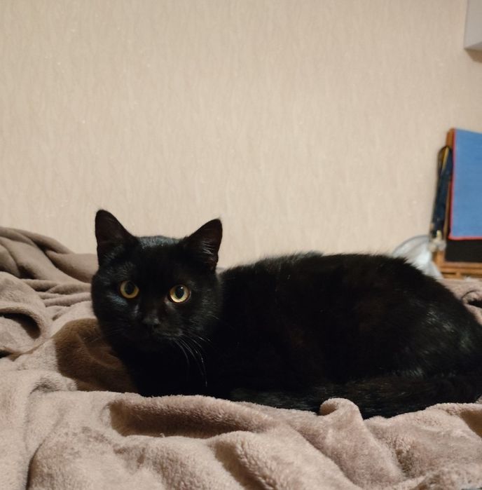 Чорно-рудий Кіт Дизель