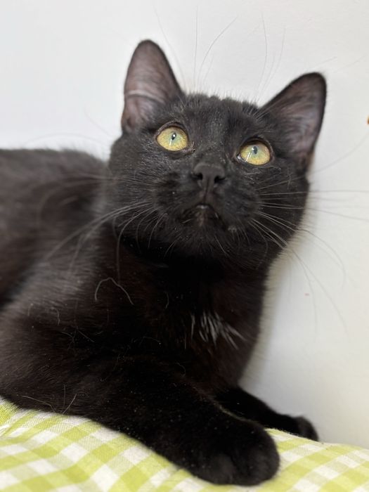 Кошеня в добрі руки