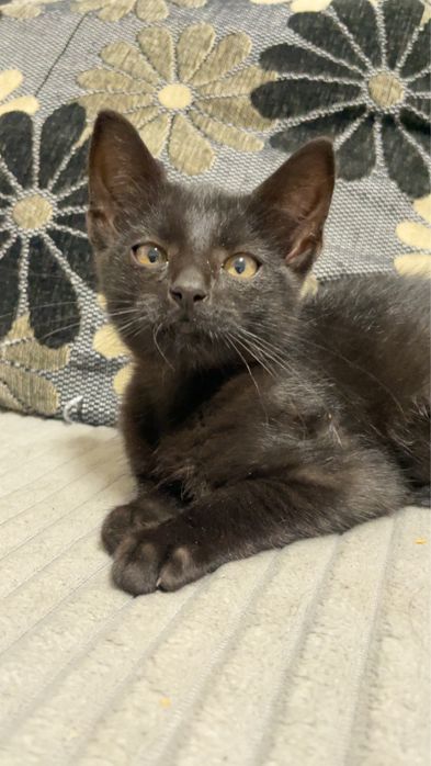 Oddam kotki w dobre ręce