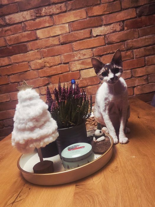 Devon rex najsłodsza kotka