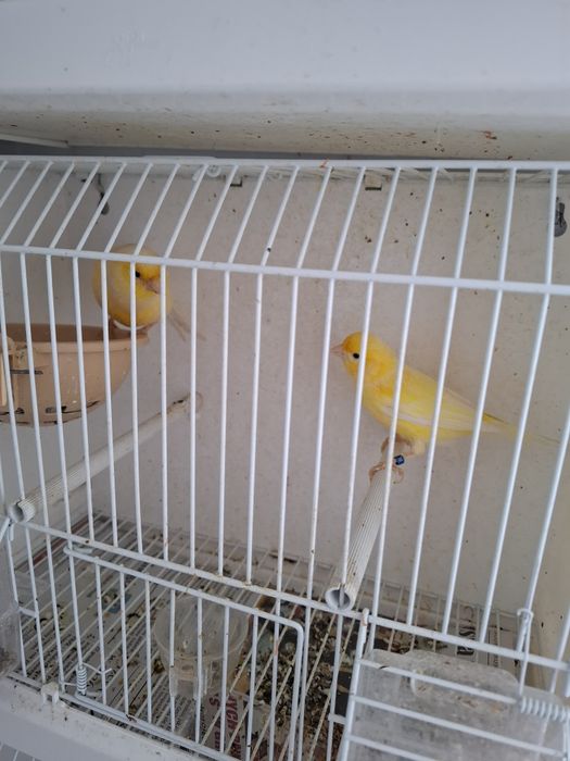 Para żółtych kanarków