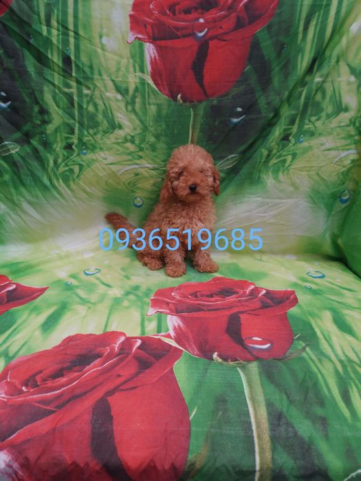 Продам щенка пудель