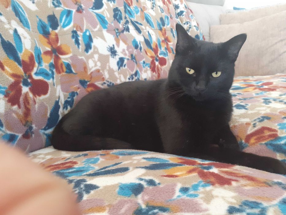 Gatinhos mansinhos