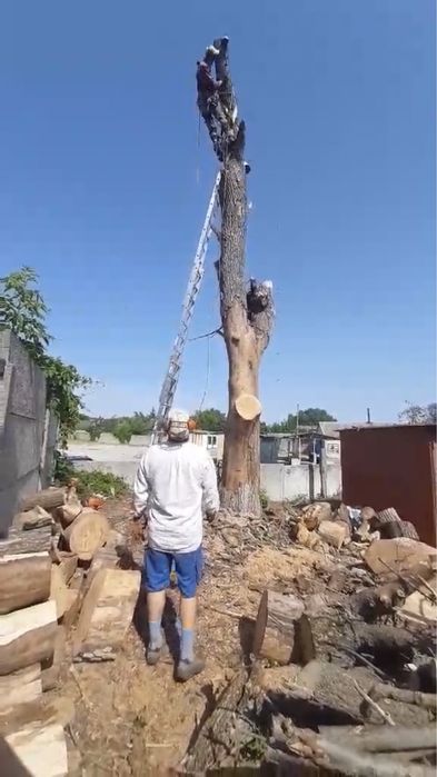 Спил деревьев любой сложности