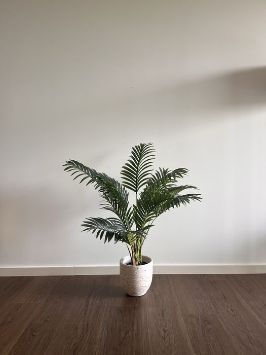 2 Plantas Decorativas (Bambu + Palmeira) em excelente estado