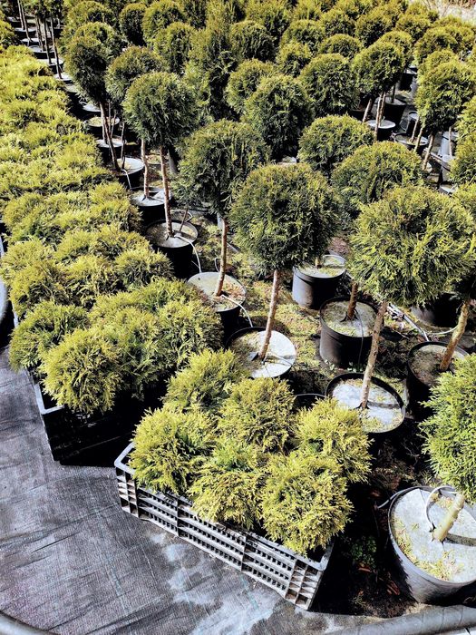 Tuje tuja SZMARAGD zimozielona wysoka 250 cm, szeroka na 80cm-130zł