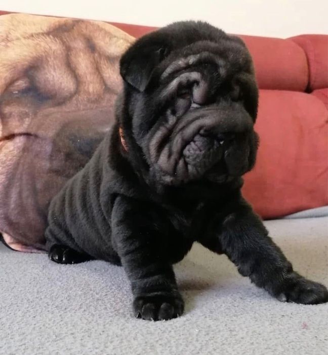 sharpei / Shar Pei macho