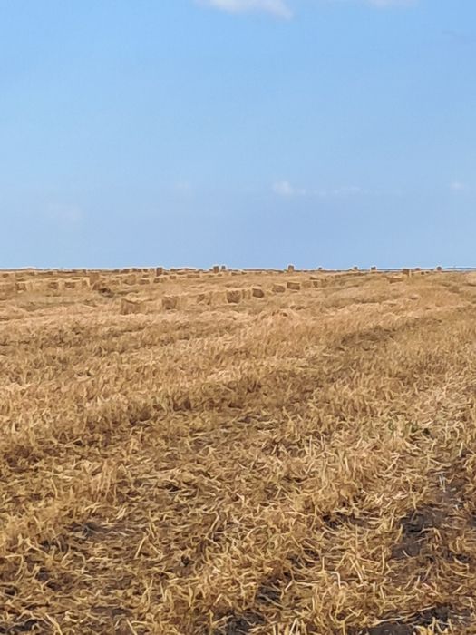 Солома ячменю та гороха якість суперові