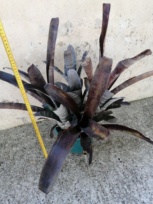 Billbergia (bromélia) planta com flor em tons rosa