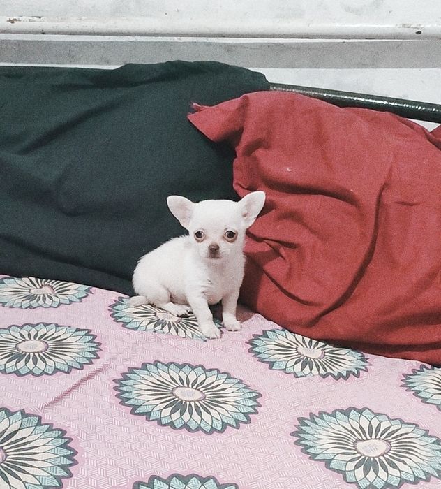 Супер мини чихуахуа