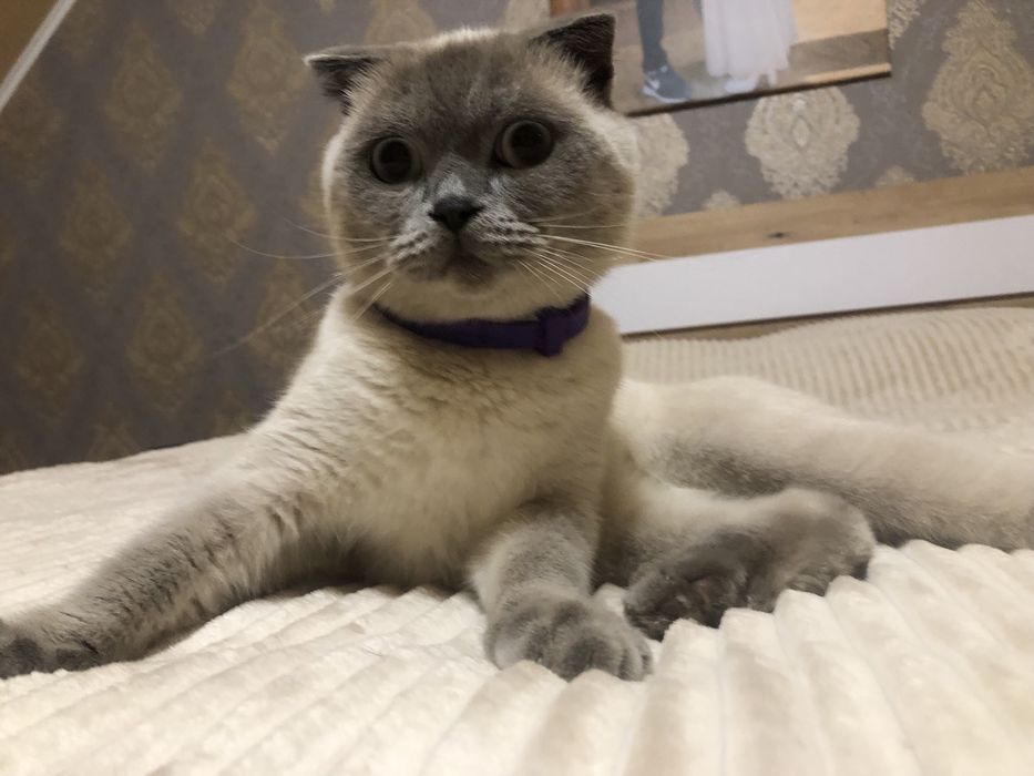 Шотландець глаткошестий вʼязка