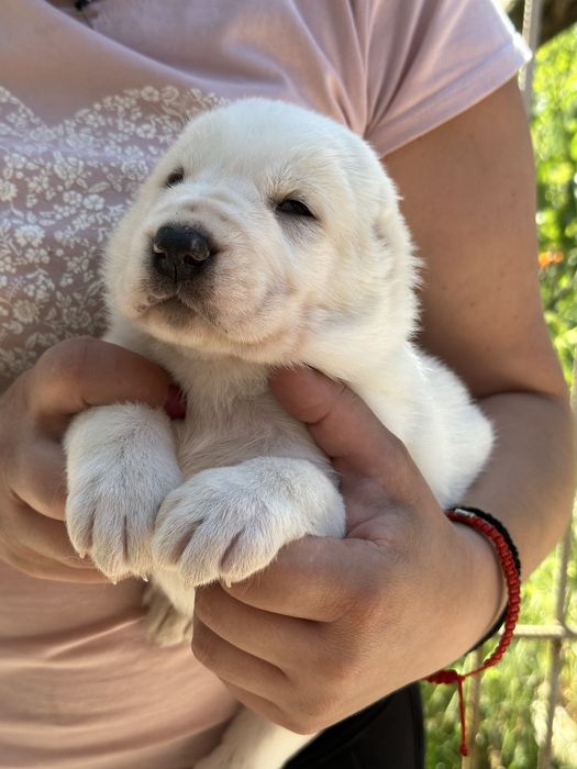 Среднеазиатская овчарка