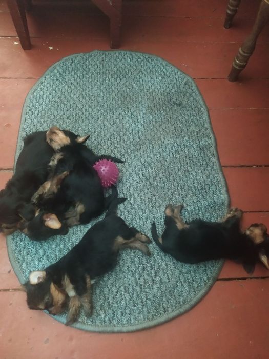 Продаю щенков йоркширских терьеров. Щенкам1.5 месяца  цена 6000 грн