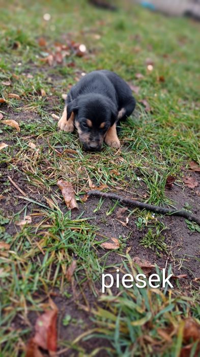 Szczeniaki 3 pieski 1 suczka