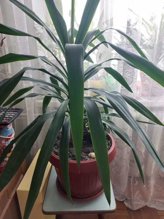 Цветы комнатные. Финиковая пальма и юкка.