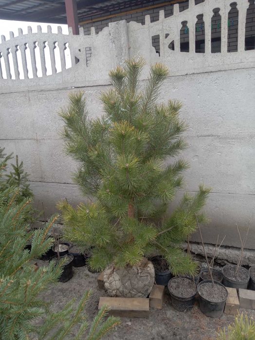 Сосна кримська 140-180 см. Розпродаж, низька ціна. Опт та роздріб