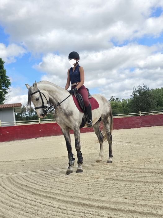 Cavalo PSL, com 5 anos
