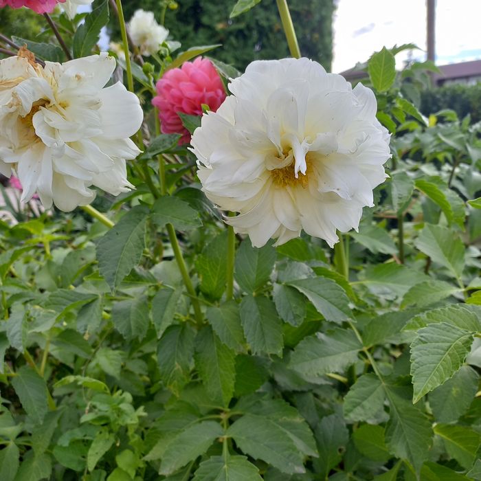 Жоржини георгіни