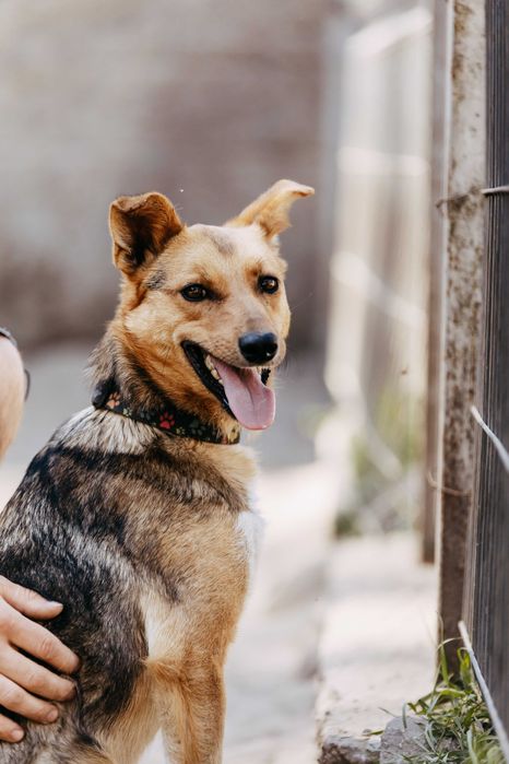 CHAŁKA - 1,5 roczna suczka czeka, aż ktoś odczaruje jej smutny los