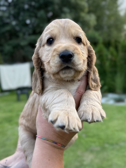 Cocker spaniel angielski