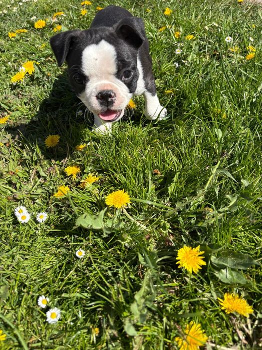 Boston terrier piesek