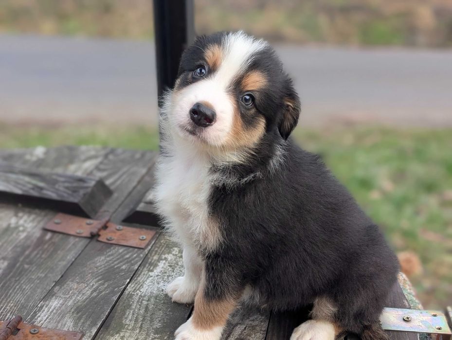 Border Collie pies samiec tricolor SHIRO przebadani rodzice