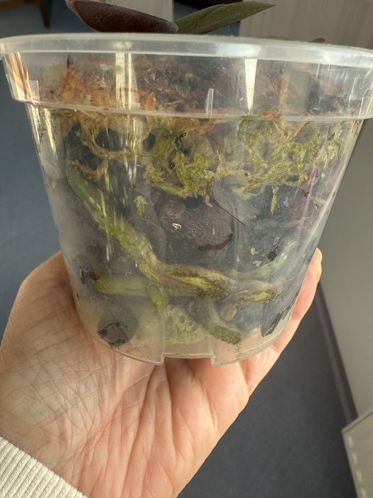 Орхідея підліток Unicorn (єдиноріг) з квітконосом