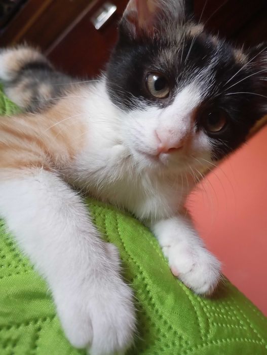 Gatinha tricolor para adopção