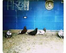 Літуни різних видів